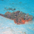 Schorpioenvis