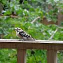 Downy Woodpecker