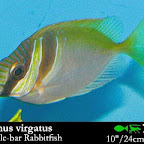 Siganus_virgatus.jpg