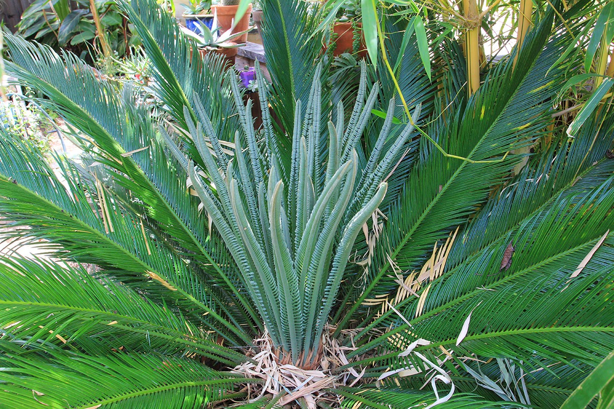 [130614_Cycas-revoluta_02%255B2%255D.jpg]