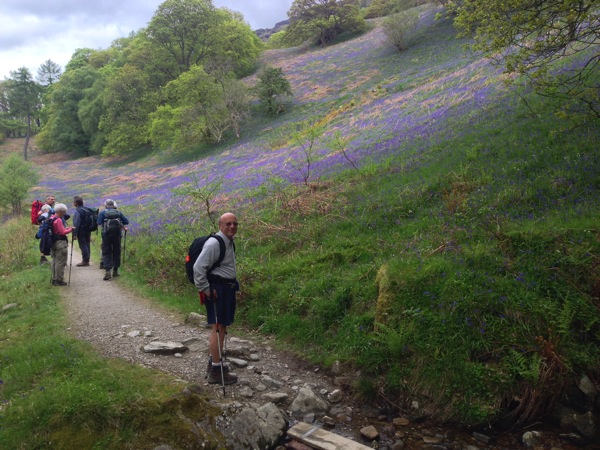 Bluebells Abound