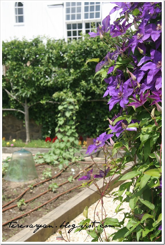purple flowers garden cloche