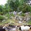 More goats.