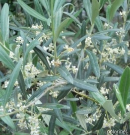 [Se%2520a%2520conversa%2520fizesse%2520florir...Fev.%25202012%255B7%255D.jpg]