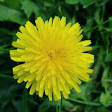 IMGP1011.JPG