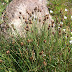 Poaceae%252520sp.%25252c%252520m.%252520aragats%25252c%2525202012.08.05
