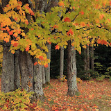 Fall Color at Bobs Lake and Campground / Upper Michigan