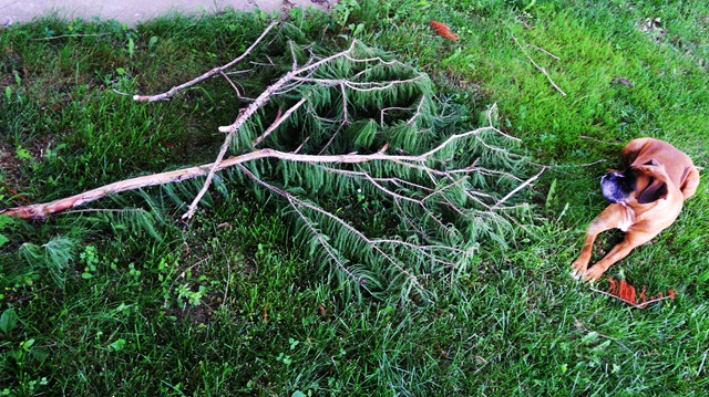 [Garden16%255B3%255D.jpg]
