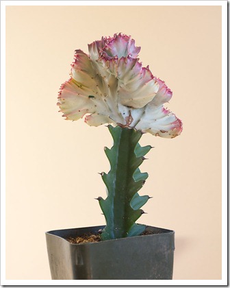 111220_Euphorbia-lactea-Rainbow-Crest_006 111220_Euphorbia-lactea-Rainbow-Crest_006