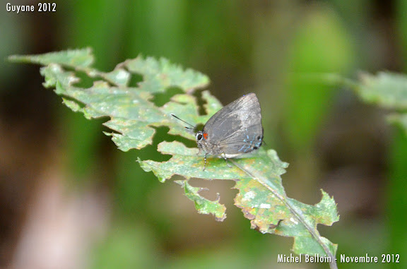 Panthiades bitias (CRAMER, 1777), mâle. Saül, novembre 2012. Photo : Michel Belloin