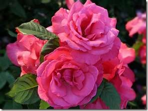 rose7