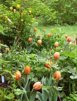 Tulipa 'Princess Irene' Daniel Grankvist