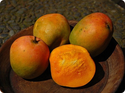 cucina senegalese -Mangga_gedong_ginc cucina senegalese -Mangga_gedong_ginc