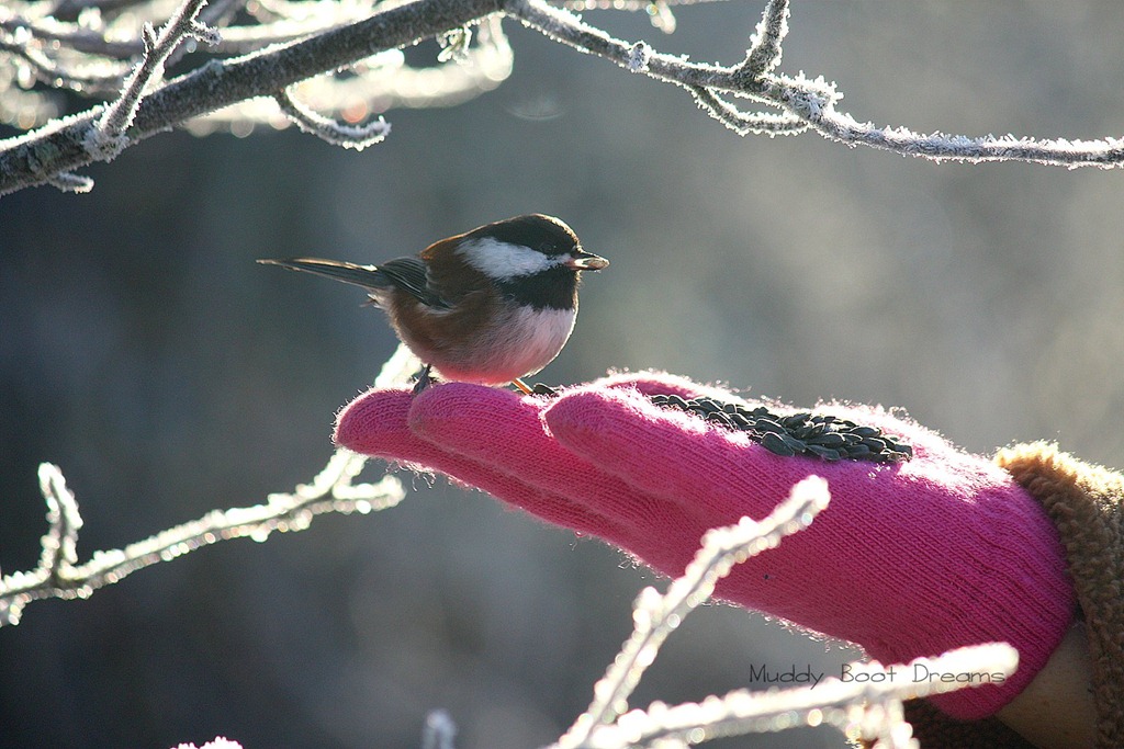 [1-2010-12-30_03965.jpg]