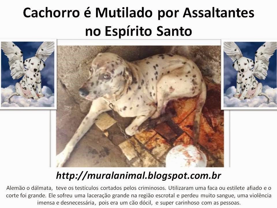 [Cachorro%2520%25C3%25A9%2520Mutilado%2520por%2520Assaltantes%255B3%255D.jpg]