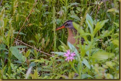 Virginia Rail