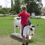 Europe Trip - Cows - cow2.JPG