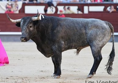 toro3
