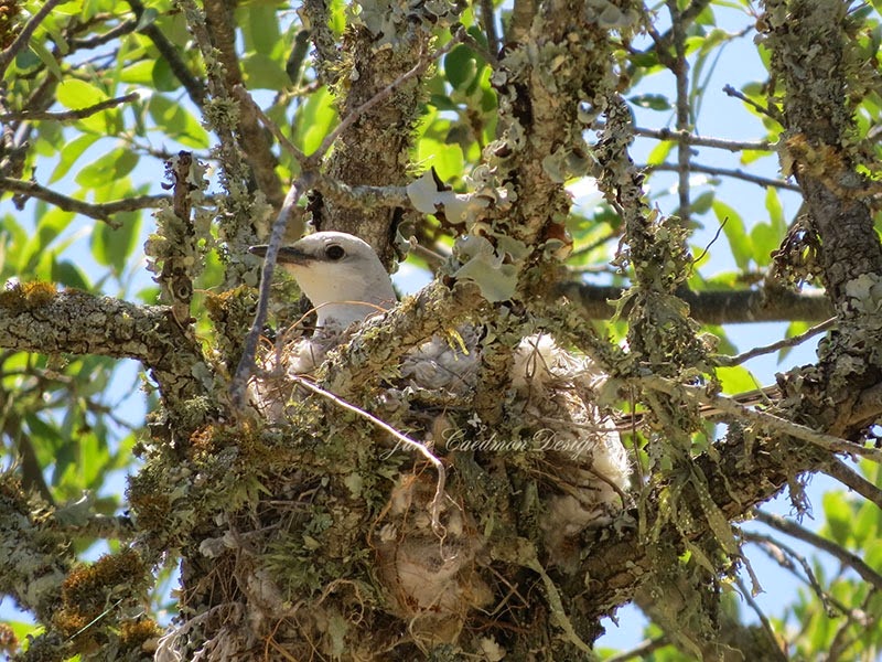 [ScissorTail_OnNest%255B3%255D.jpg]