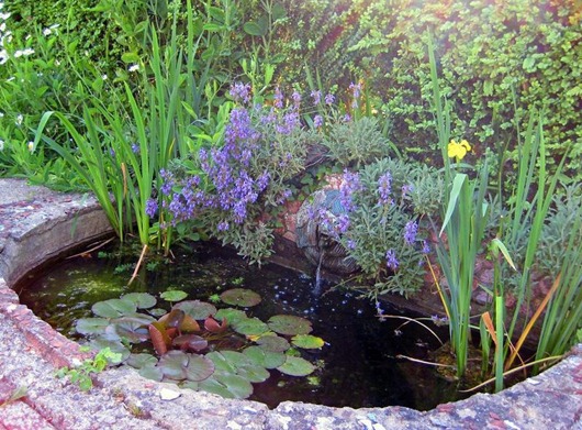 [garden-pond4%255B3%255D.jpg]