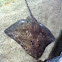 Thorny skate