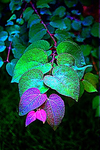[competition%2520photo11edited%255B4%255D.jpg]