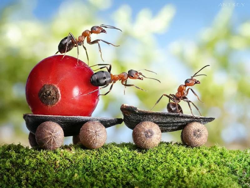 [Life-of-Ants-Andrey-Pavlov-32%255B2%255D.jpg]