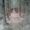 Katie Geraghty - Where Trees Diverge.jpg