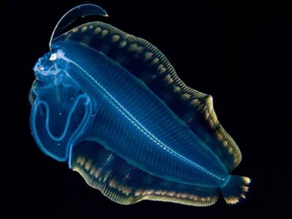 4- Bioluminescência 4- Bioluminescência