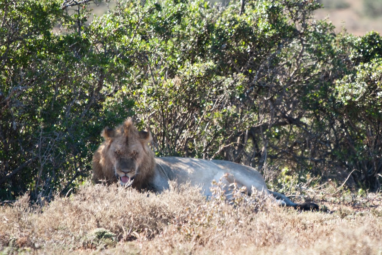 Lion at Addo