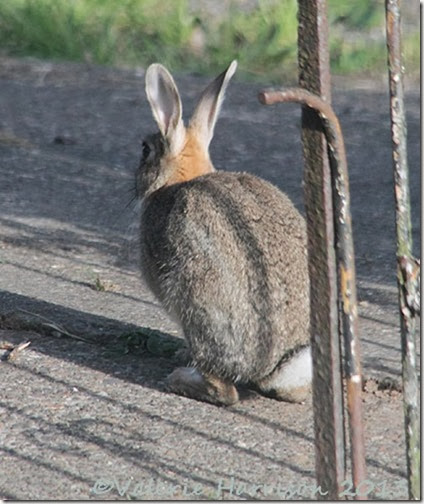 rabbit (2)