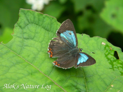 Lycaenidae%25252c%252520heliophorus%252520androcles%25252c%252520green%252520sapphire