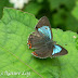 Lycaenidae%25252c%252520heliophorus%252520androcles%25252c%252520green%252520sapphire