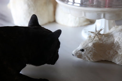 Sharkey, there's another one in the servery!   And it has a star on its head.