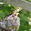 Southern Festoon