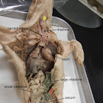 fetal_pig_carotid_labeled.jpg