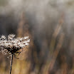 105IMG_5743.jpg