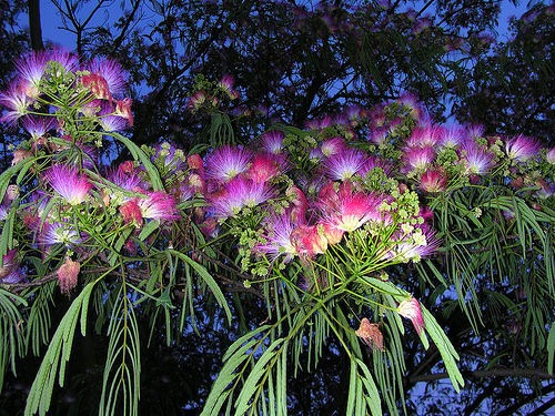 [mimosa%255B7%255D.jpg]