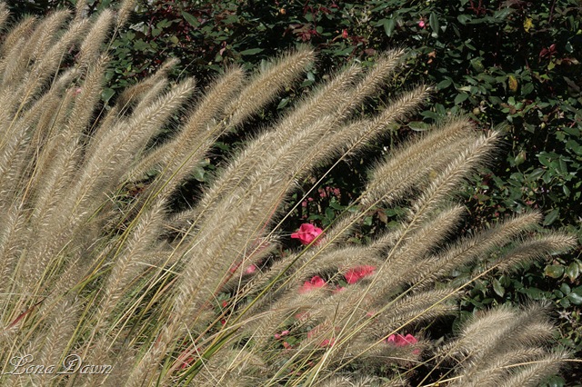 [FPC_Pennisetum_Grass2%255B14%255D.jpg]