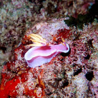 Nudibranch