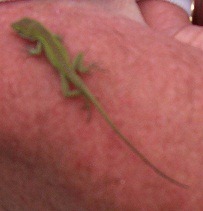 Anole Anole