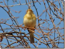 Chiff-chaff cannock chase april 2014 Chiff-chaff cannock chase april 2014
