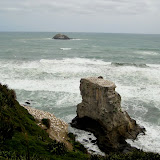 North Island - Gannet colony