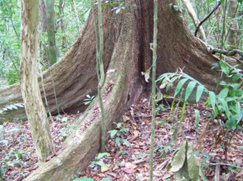 This is leaf litter around the buttress roots of a tropical tree at the study site in Panama. The study shows that as climate change enhances tree growth in tropical forests, the resulting increase in litterfall could stimulate soil micro-organisms leading to a release of stored soil carbon. Credit: Dr. Emma Sayer