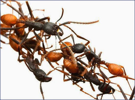 قطرات المعرفة blogger