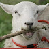 pelik! kambing bersahabat dan berlagak seperti anjing