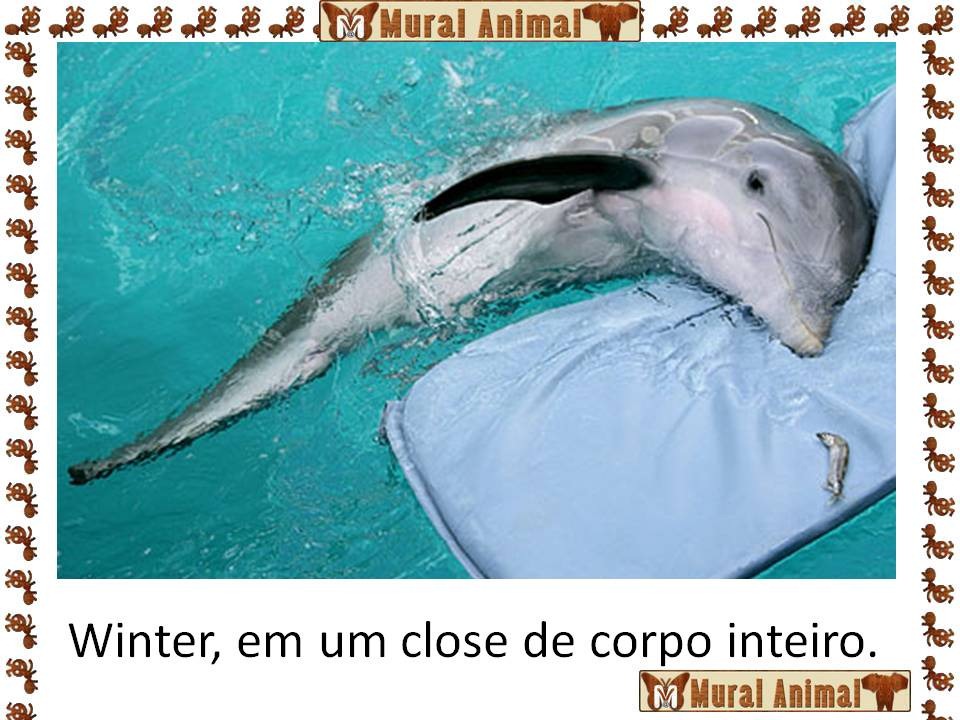 [winter_golfinho%2520%25286%2529%255B3%255D.jpg]