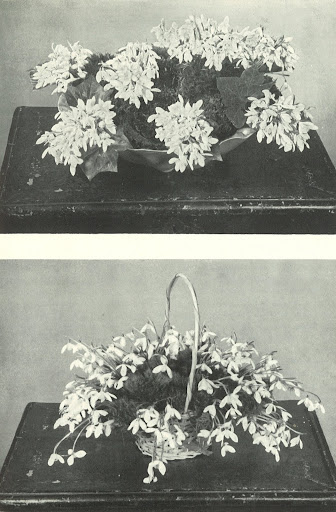 These two arrangements show simple ways to display snowdrops. These flowers evoke feelings of childhood and spontaneity, perfect for Spring, which is when they thrive beautifully.