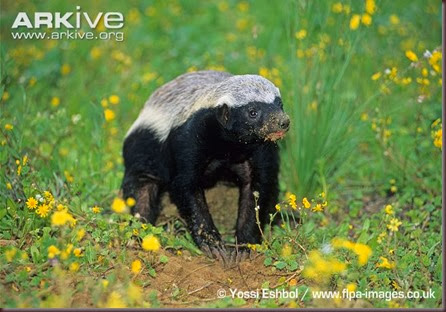 ARKive image GES051596 - Honey badger