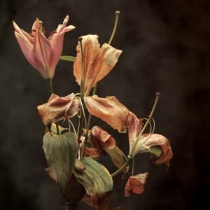 [dead-lilies-300x3003.jpg]